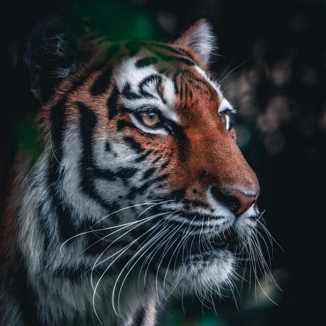 Protect The Tigers | Tiger Fund